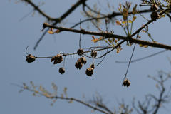 Chloroxylon swietenia